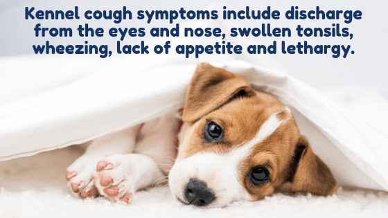 lethargic puppy lays underneath blankets with description of kennel cough symptoms