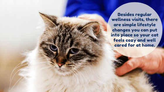 Cat is examined by Vet: "Besides regular wellness visits, there are simple lifestyle changes you can put into place so your cat feels cozy and well cared for at home."