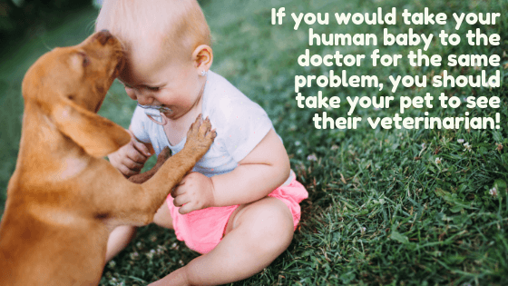 Puppy licks baby's face