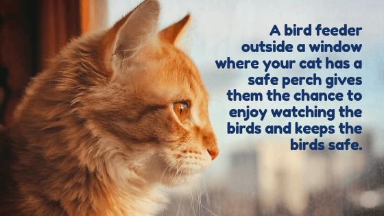 Cat watches outside of window, "birdwatching from a safe perch can create opportunities for your cat to fulfill that hunting instinct"