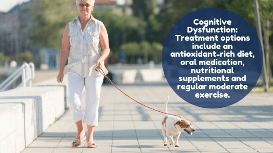 Woman walks senior dog: Cognitive Dysfunction: Treatment options include an antioxidant-rich diet, oral medication, nutritional supplements and regular moderate exercise.
