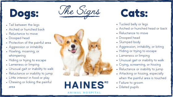 Cat and dog, side by side: Signs of Pain in Cats and Dogs