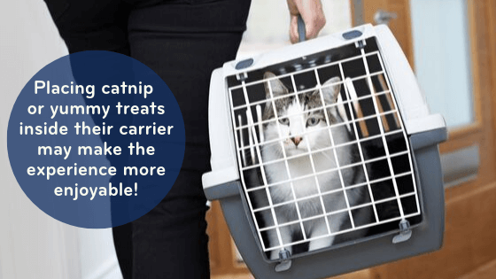 Cat in carrier: "Placing catnip  or yummy treats inside their carrier may make the experience more enjoyable!"