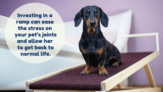 Dachshund sits on top of ramp next to owners bed: "Investing in a  ramp can ease  the stress on  your pet’s joints and allow her  to get back to normal life."