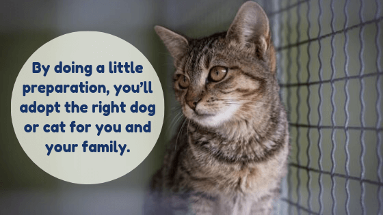 Cat in Shelter: "By doing a little preparation, you’ll adopt the right dog or cat for you and your family."