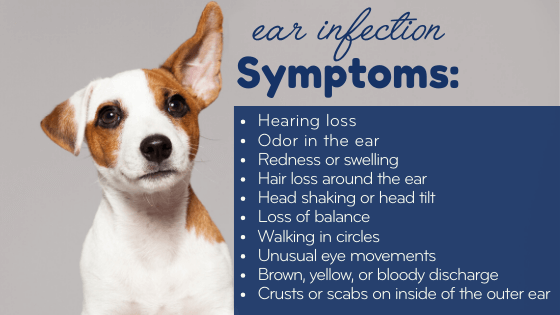 How to Spot amd Ear Infection in Your Dog