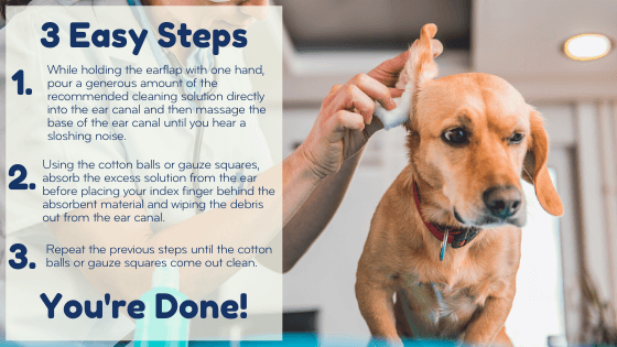 How to clean your dog's ears