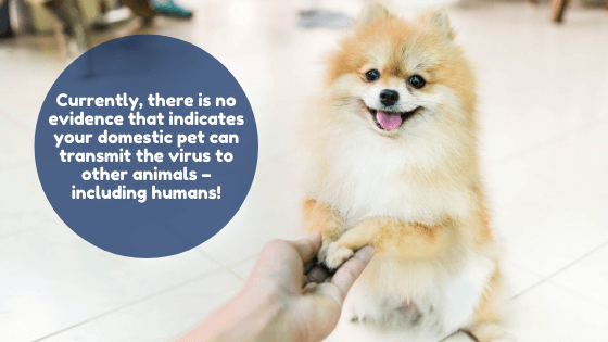 Currently, there is no evidence that indicates your domestic pet can transmit the virus to other animals – including humans!