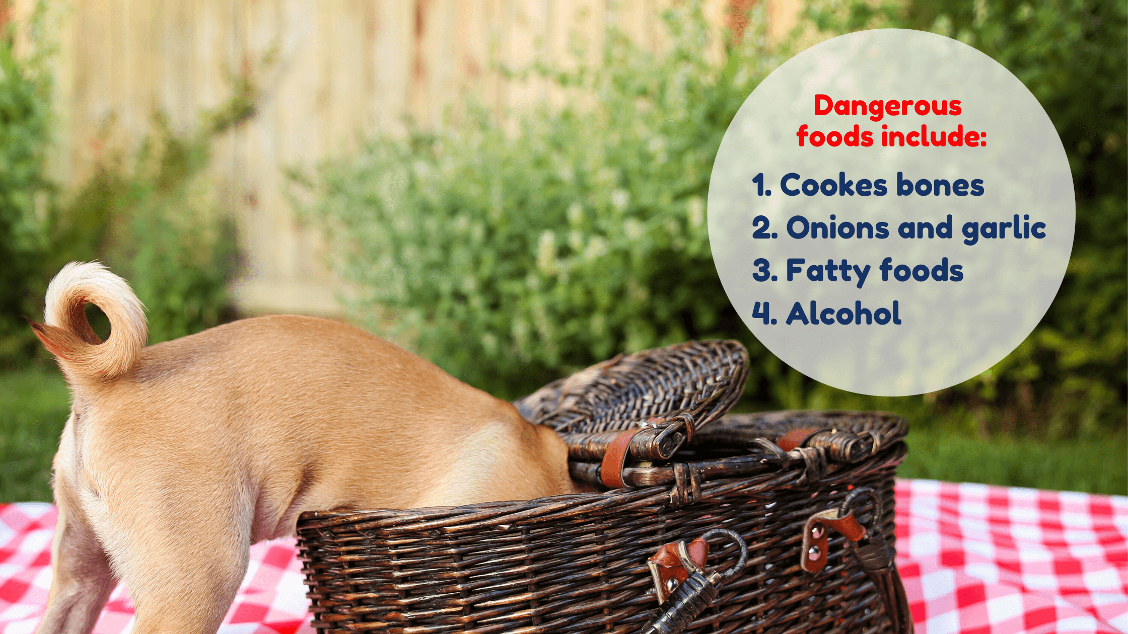 Dangerous foods for your pet