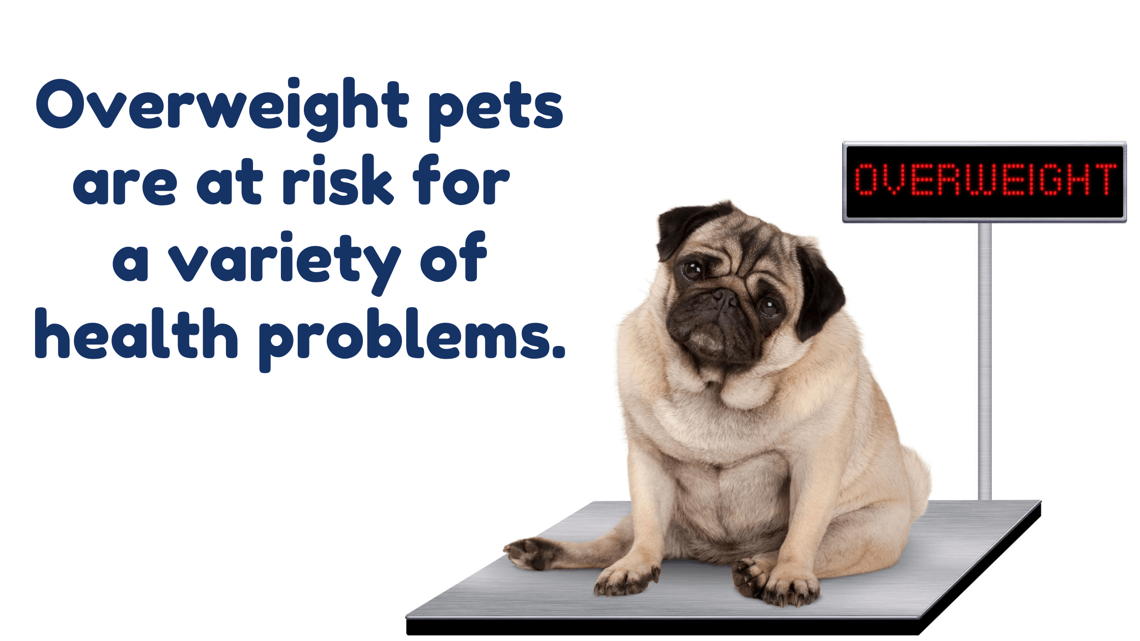 Pet obesity