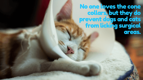 Sleeping cat wearing surgical collar cone