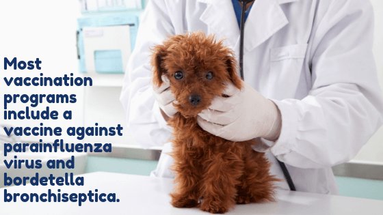 Puppy examined by vet, with caption describing vaccine options