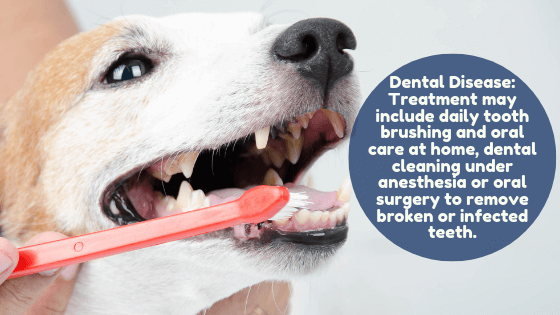 Dog has teeth brushed - Dental Disease: Treatment may include daily tooth brushing and oral care at home, dental cleaning under anesthesia or oral surgery to remove broken or infected teeth.