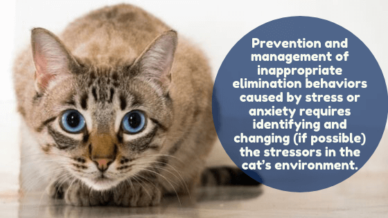 "Prevention and management of inappropriate elimination behaviors caused by stress or anxiety requires identifying and changing (if possible) the stressors in the cat’s environment."