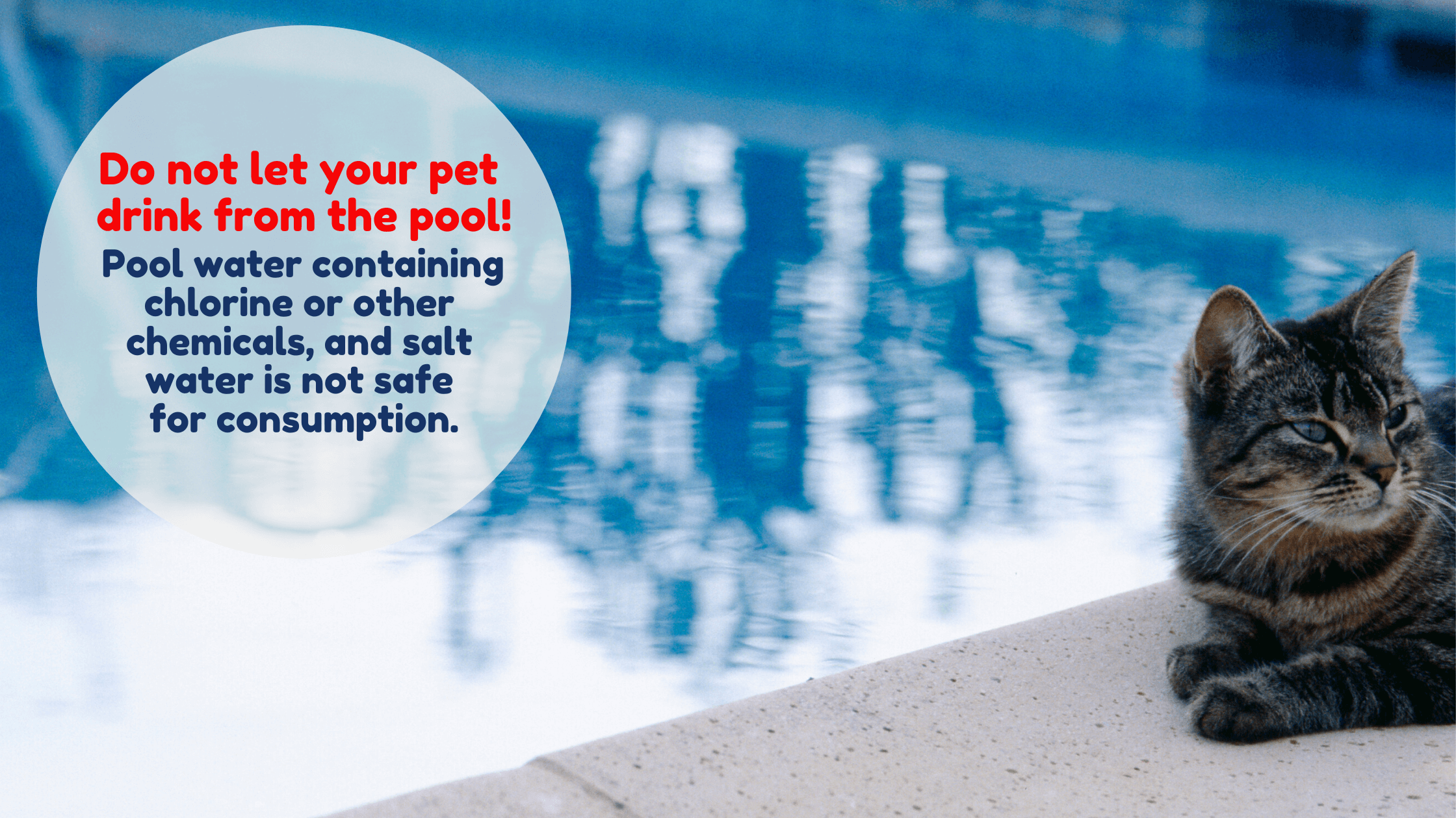 Water Safety; Pool water toxic for pets