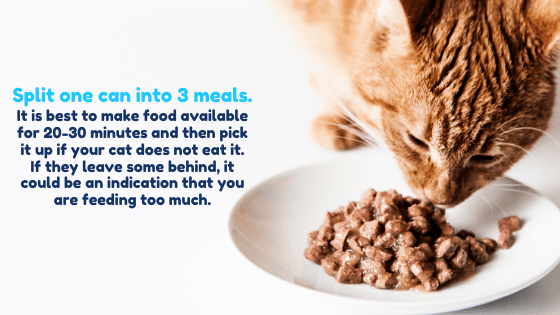 It is best to make food available for 20-30 minutes and then pick it up if your cat does not eat it. If they leave some behind, it could be an indication that you are feeding too much.