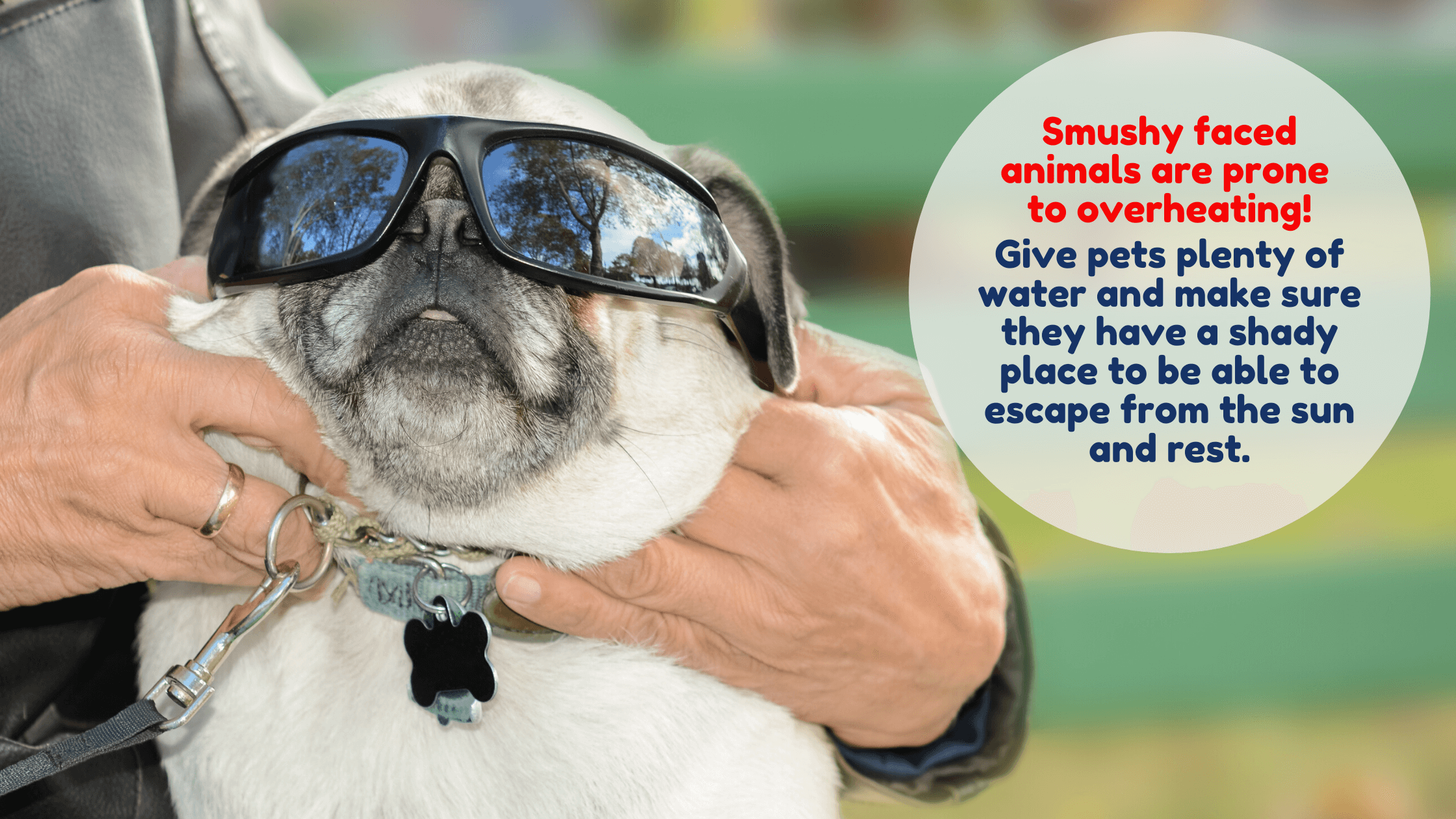 Heat Safety: Flat faced dogs are prone to overheating.