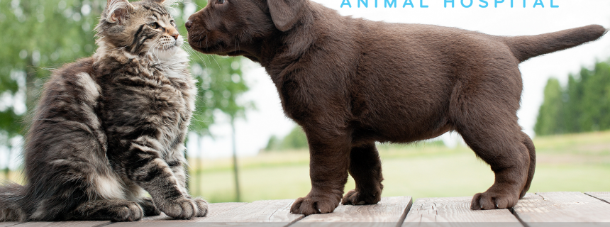 7-Things-You-Should-Ask-Your-Vet_1 7-Things-You-Should-Ask-Your-Vet_1