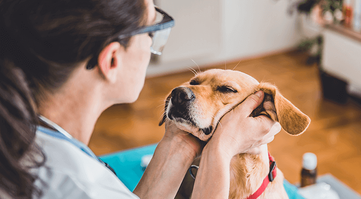 Pet Wellness Exam In St. Petersburg Annual Exam At Haines