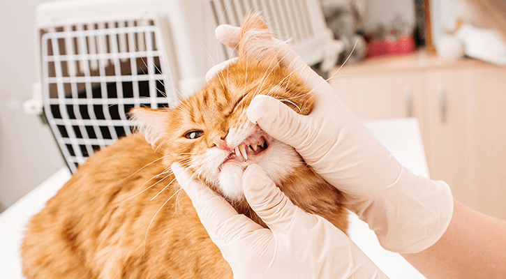 Cat Dentist Exam