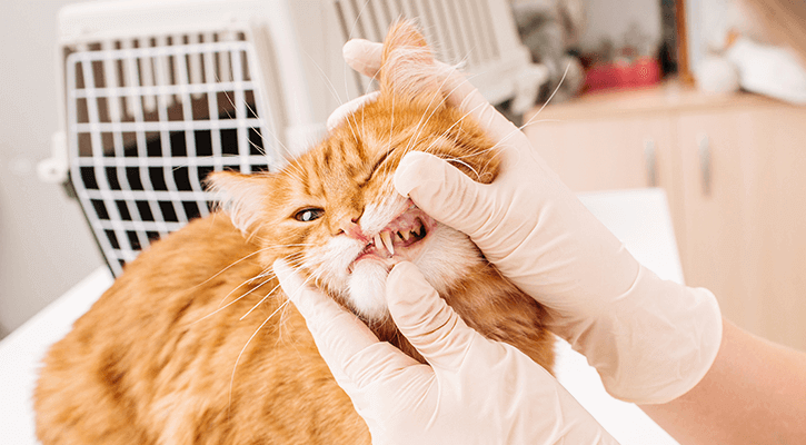 Pet Dental Care Cat Dentist Exam