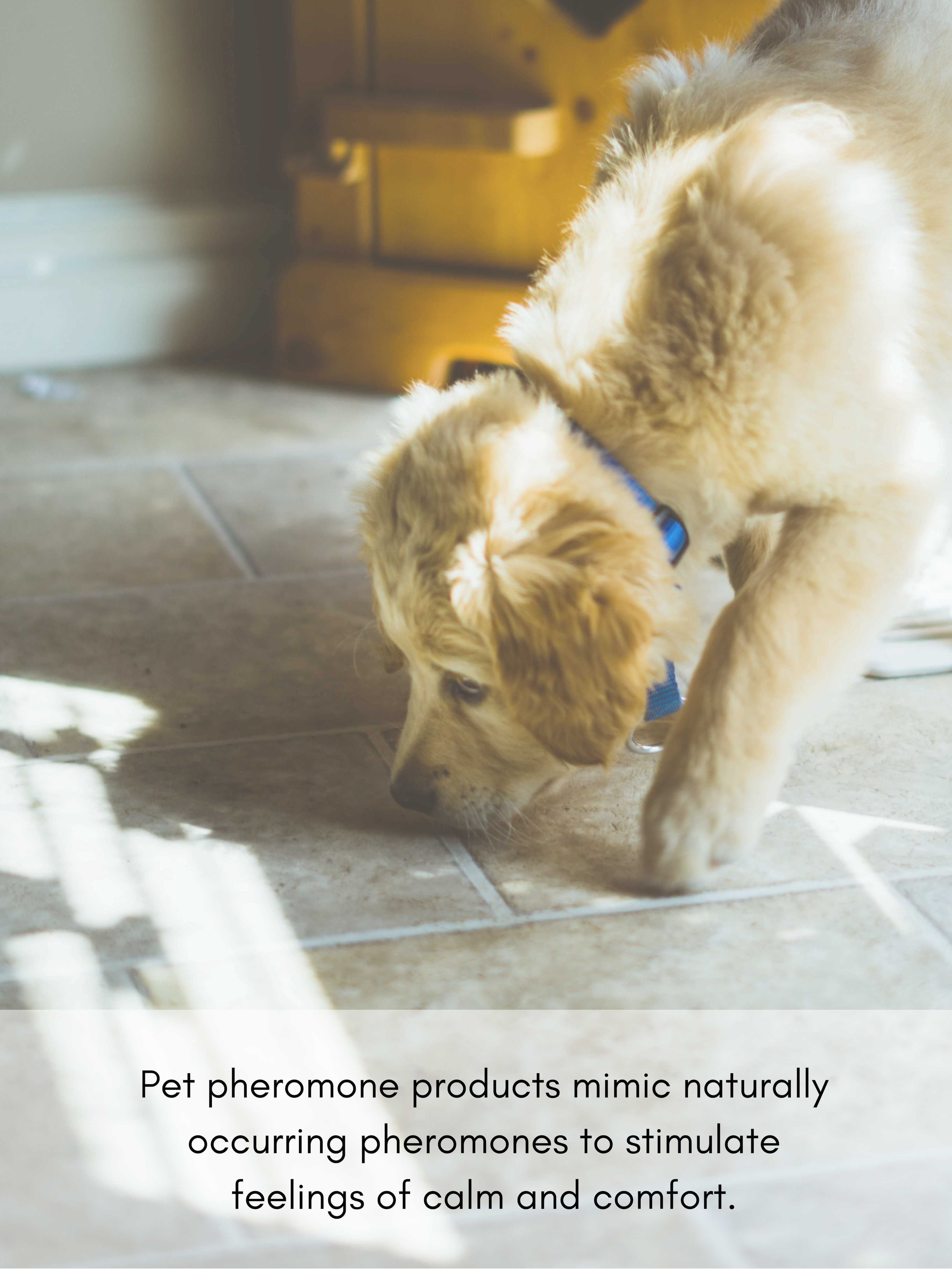 Pet pheromone products mimic naturally occurring pheromones to stimulate feelings of calm and comfort.