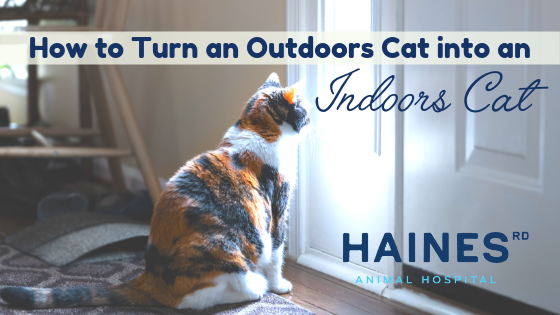 How-to-Turn-an-Outside-Cat-into-an How-to-Turn-an-Outside-Cat-into-an