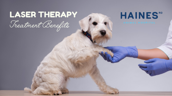 LASER-THERAPY LASER-THERAPY