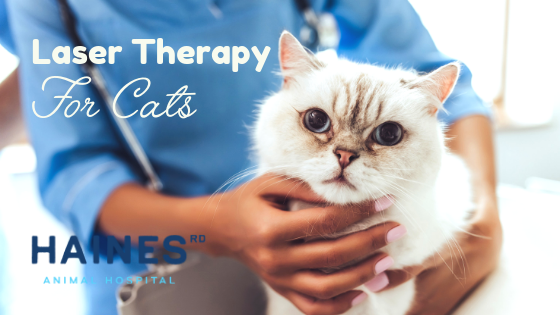 Laser-Therapy-For-Cats