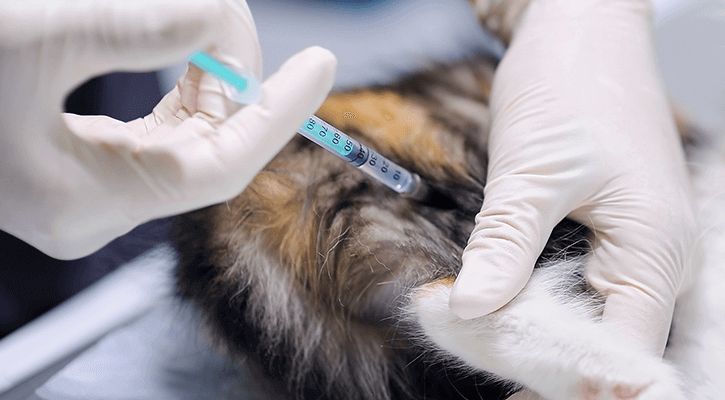 Veterinary Exam in St. Petersburg