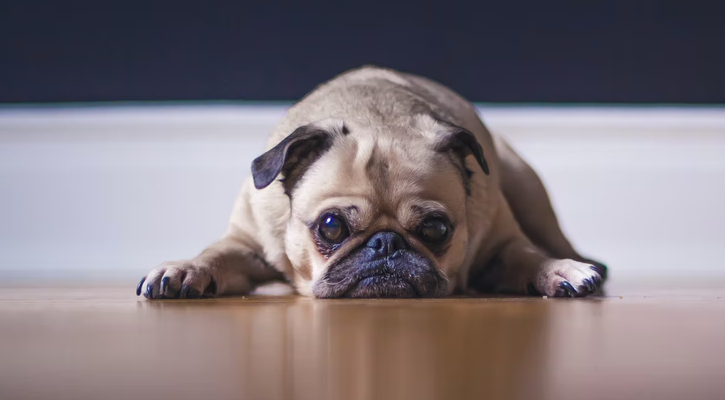 Puppy Care Pug