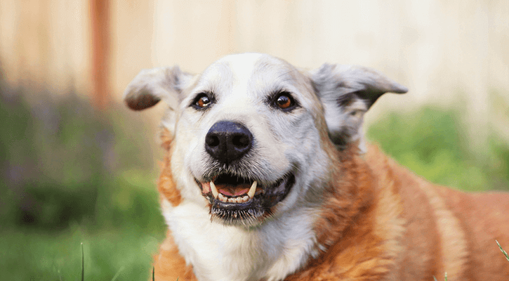 Senior Pet Care Senior Dog Care