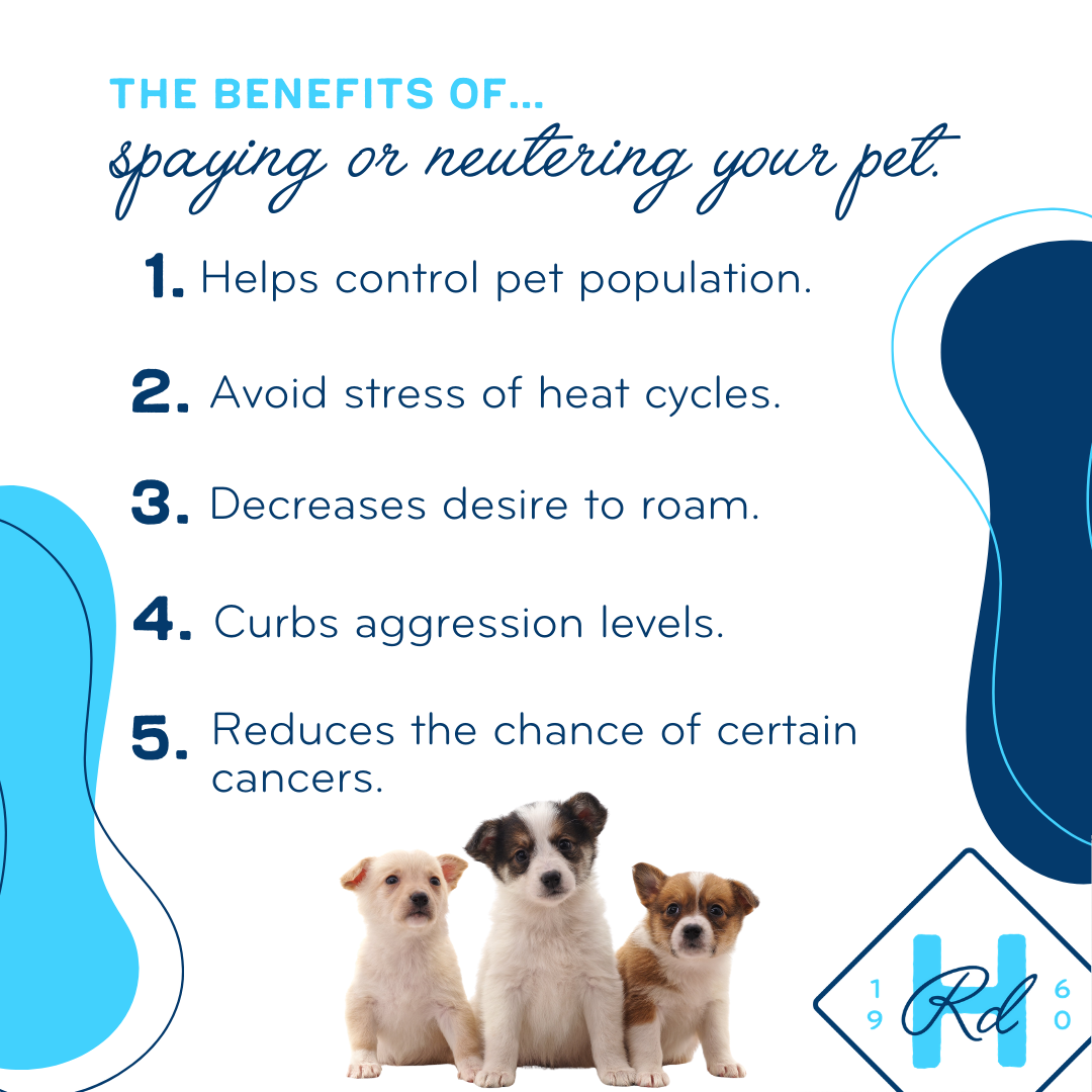 The Benefits of Spaying or Neutering Your Pet