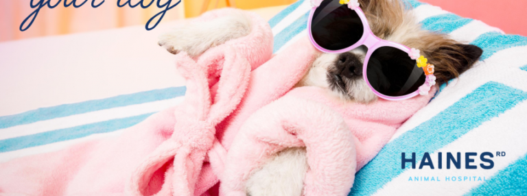 Spoiling Your Dog | Vet In St. Petersburg, FL