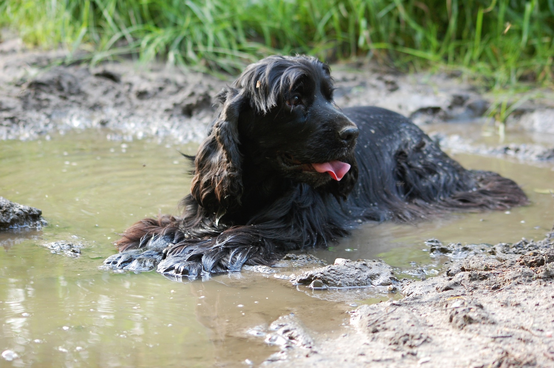Photo of dog laying in muddy water, where it may encounter giardia