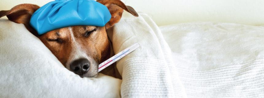 blog-dog-flu-civ