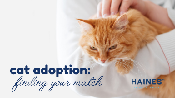cat-adoption_ cat-adoption_