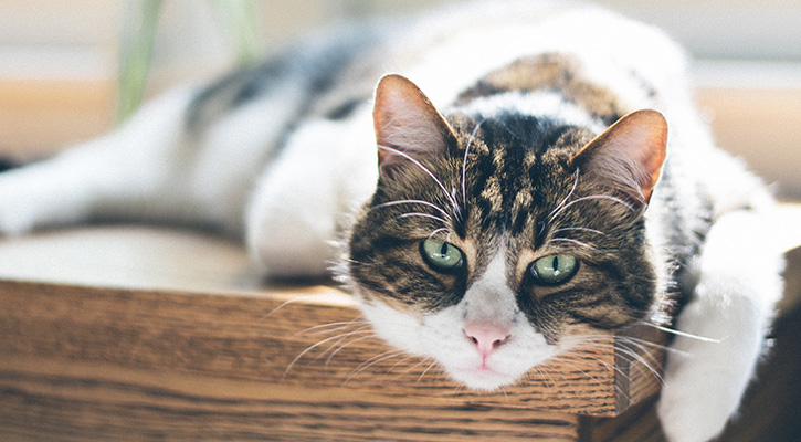 Lounging Cat