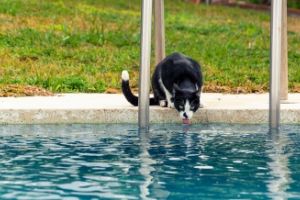 keep pets safe around water