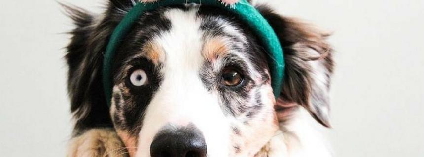 christmas-dog-header