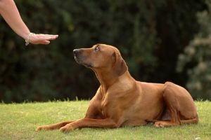 deaf-dog-coping