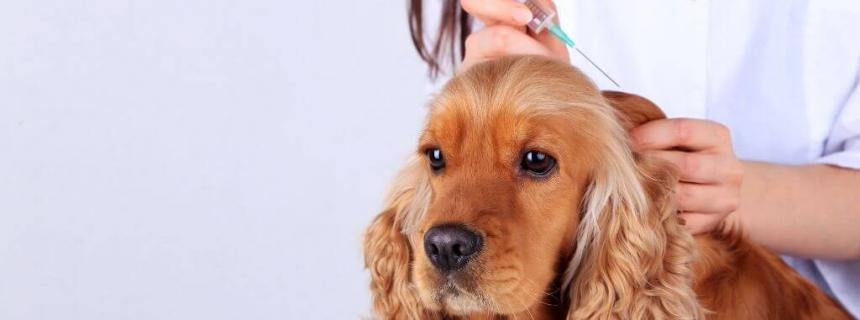 dog-vaccination-guide