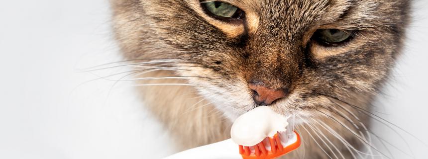 importance-cat-dental-care