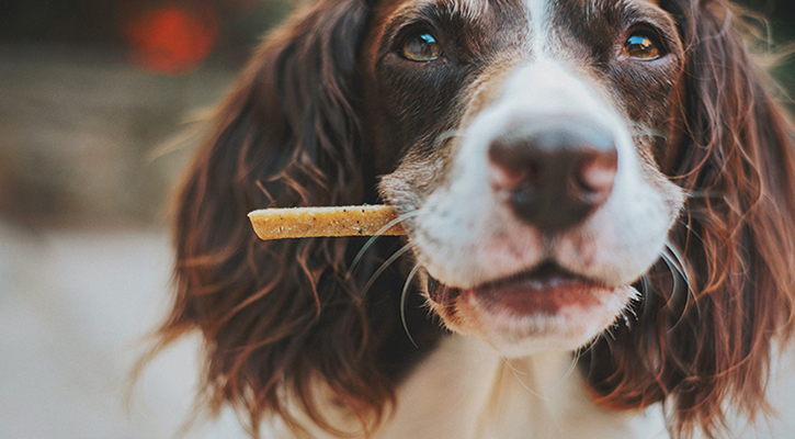 Dog with a Stick