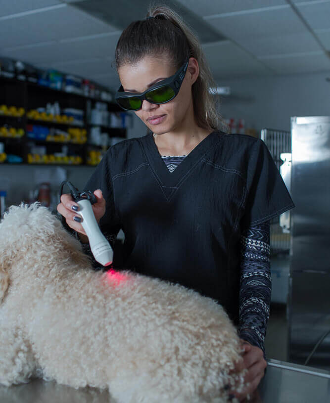 Laser therapy treatment performed on dog by veterinarian technician
