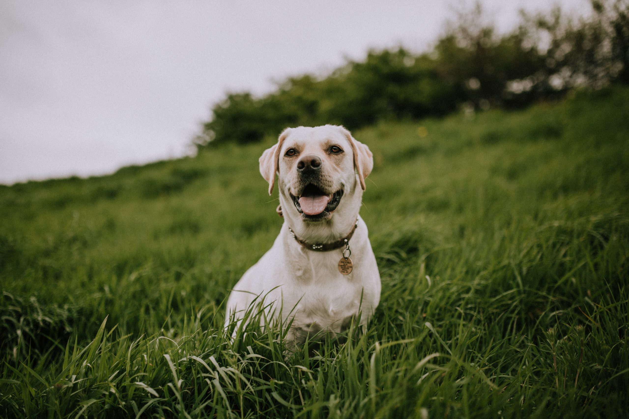 mitchell-orr-1Y4LupdrDZk-unsplash mitchell-orr-1Y4LupdrDZk-unsplash