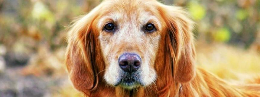 national-senior-pet-month-senior-dog