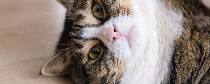 overweight-pet overweight-pet