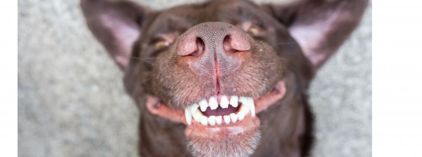 pet-dental-month-dogs