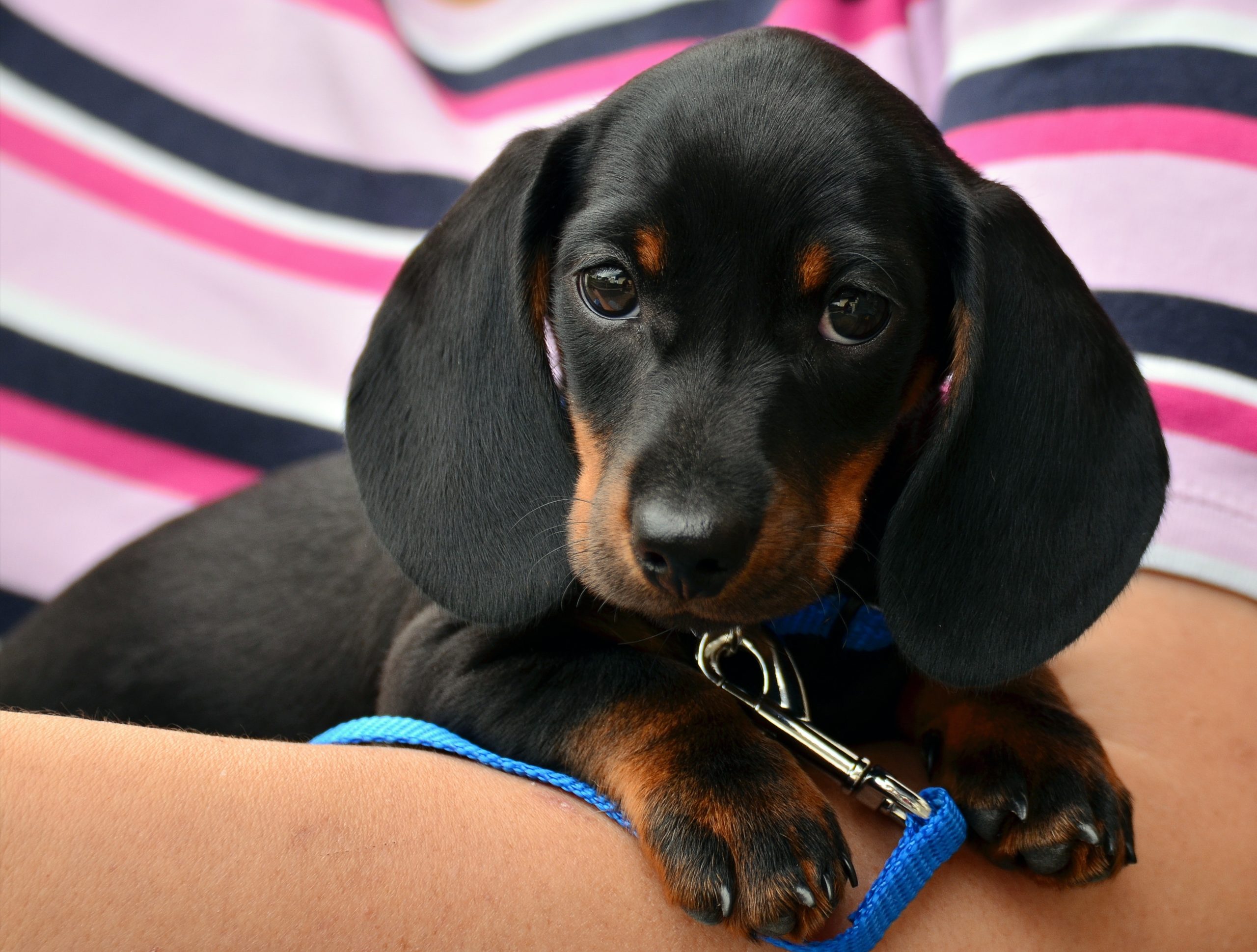 Pet Care In St. Petersburg Veterinary Exam in St. Petersburg